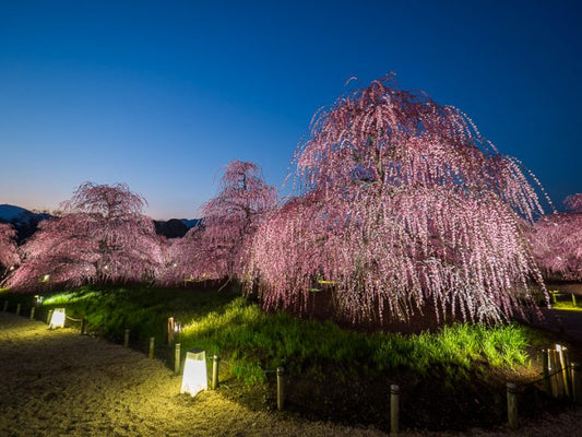 三重県の河津桜＆梅で少し早いお花見を！定番と穴場スポットを厳選